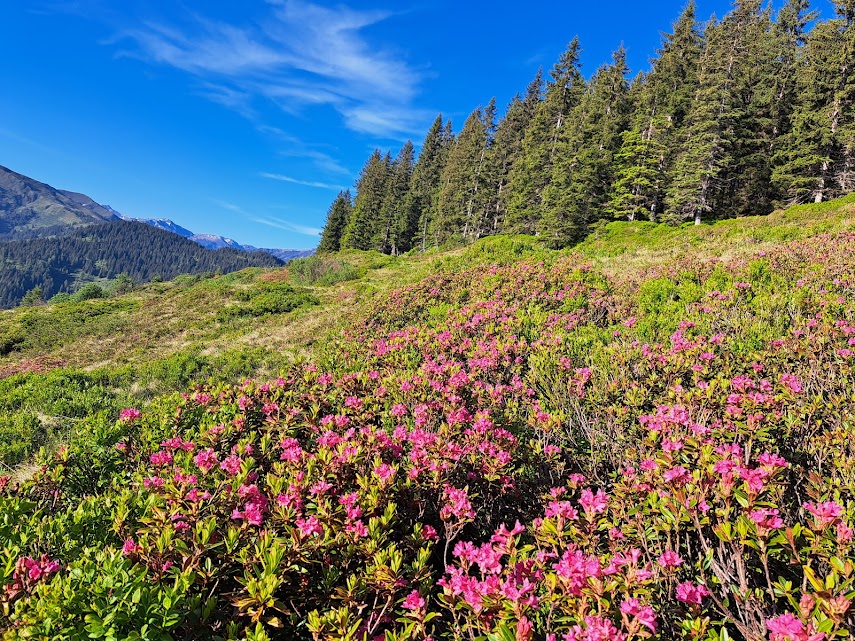 Alpenrozen op de Roßkopf in de Wildschönau