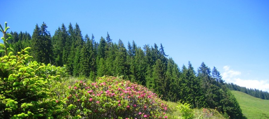 Wildschönau zomerkaart